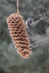 Giant Birdseed Pinecone